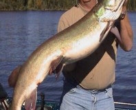 muskie32