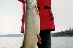 muskie55