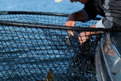 net-shot-2