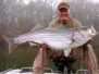 Striper