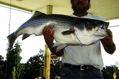 striper03