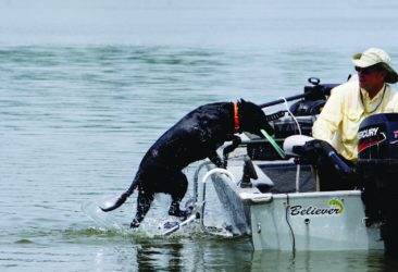 Dog Boarding Ladder